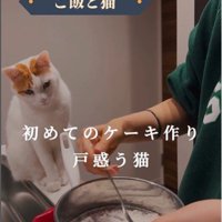 ケーキ作りを座って見ている猫