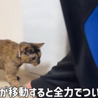 人の足に近寄ろうとする猫「旦那が移動すると全力でついてきます」