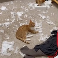 ティッシュ箱に右前足を入れている茶トラ猫と近くでくつろぐ茶白猫