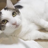 寝転がっておもちゃをつかむ猫