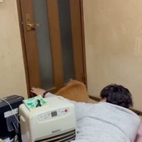 振り向こうとする猫