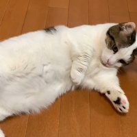 お腹を見せて転がっている猫