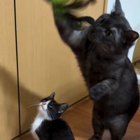 おもちゃで遊ぶ成猫