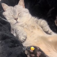 黒い椅子の上で仰向けで寝ている猫