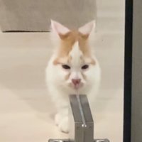 ガラス戸に顔の半分が反射している猫（アップ目が離れている）