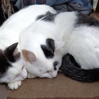 寄り添って眠る猫（横並び）