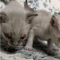 立っている2匹の子猫