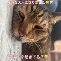 白目を剥いて眠る猫