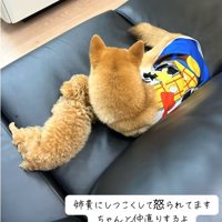 ソファの上で寝ているトイプーと柴犬