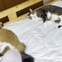 ベッドに寝転がっている猫