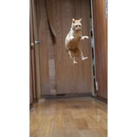 ジャンプした猫