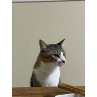 食卓にいた猫