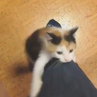 人の足にしがみつく子猫