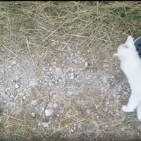 足元に近寄ってくる子猫