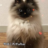 毛がふわふわの猫