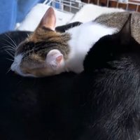 黒猫がもう1匹をグルーミング