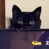 飼い主さんを見つめる猫