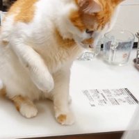 シャワーから出ている水を見つめる茶白猫