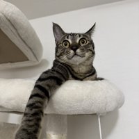 片手をキャットタワーからおろしてくつろぐ猫