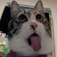 変な表情の猫
