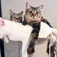 室内にいる猫