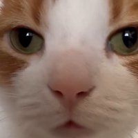 猫の顔
