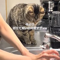 チェックする猫