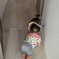 猫とハイハイする赤ちゃん