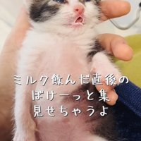 投稿主さんに抱っこされるミルクを飲んだ直後の赤ちゃん猫