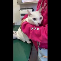 にゃーんと鳴くハクくん