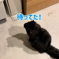 座っている黒猫
