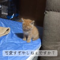 おすわりする子猫