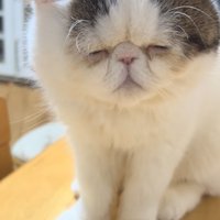目を閉じる猫