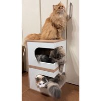 集まっている猫たち