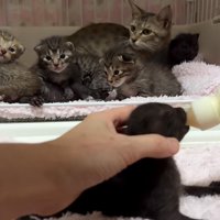 寄り添う猫