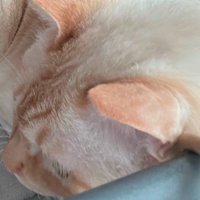 飼い主の傍に座る猫の顔