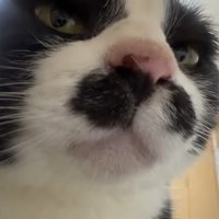 ドアップ