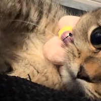 横になっている子猫