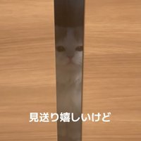 瞬きする猫