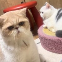 くつろぐ2匹の猫