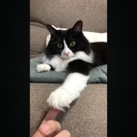 肉球にタッチ