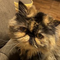 飼い主を見つめる猫