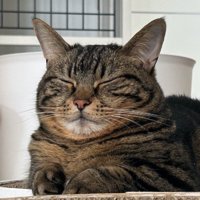 縮こまっている猫