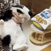 体をひねる猫ちゃん