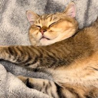 手を左に伸ばして寝ている猫