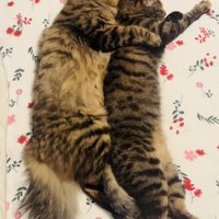 キジトラ猫をグルーミングするキジトラ猫