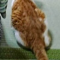法事に参加する猫