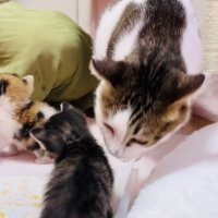 子猫の匂いを嗅ぐ保護猫