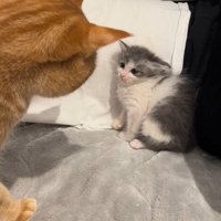 見つめ合う2匹の猫2
