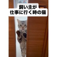 ドアの前の猫